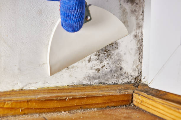 Best Forensic Mold Investigation  in Pleasant View, TN